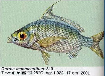 Gerres macracanthus